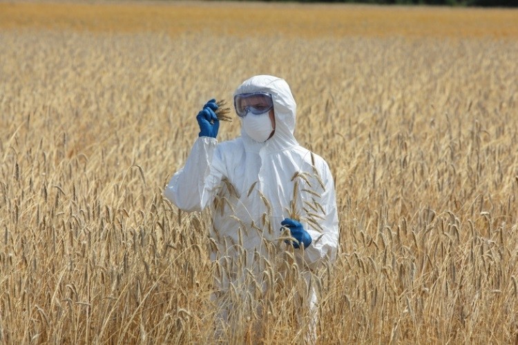 Unapproved genetical modified wheat has been found in Canada, prompting a ban from Japan. Pic: ©GettyImages/endopack